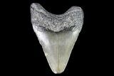 Juvenile Megalodon Tooth - Georgia #83594-1